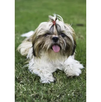 Obraz Plakát malý pejsek na trávě bez rámu 21 x 29,7 cm