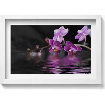 Obraz Obraz v rámu na zeď Růžový květ orchideje na vodě 30x20 cm