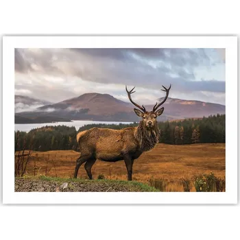 Obraz Plakát bez rámu do obývacího pokoje ložnice 70x50 zvířata moderní módní obraz