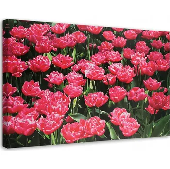 Obraz OBRAZ NA PLÁTNĚ Růžové Tulipány Květiny 90x60