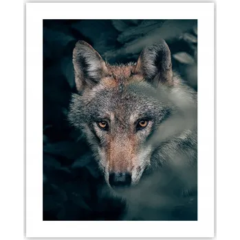 Obraz Obraz plakát na zeď bez rámu 40x50 vlk foto plakáty do obýváku ložnice