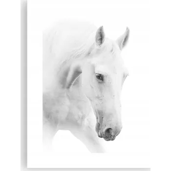 Obraz Obraz plakát do obýváku ložnice 30x40 koně foto plakáty na zeď bez rámu