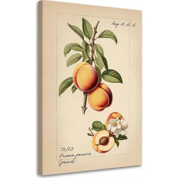 Obraz OBRAZ DO KUCHYNĚ Ovoce Vintage Broskev CANVAS 40x60