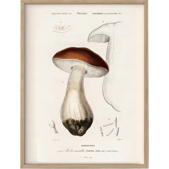 Obraz Plakát Houby a Rostliny A3 Ryciny bez rámu 29,7 x 42 cm