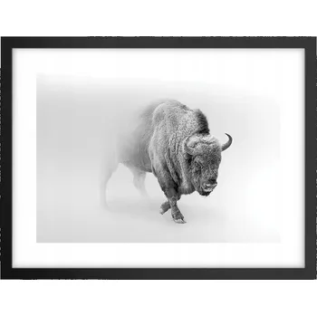 Obraz Obraz plakát v černém rámu do obýváku 40x30 – fotka zubra, plakáty na zeď