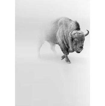 Obraz Plakát na zeď bez rámu 70x100 – Zubr, foto obraz, plakáty do obýváku a ložnice