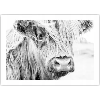 Obraz Plakát bez rámu do obýváku ložnice 70x50 kráva moderní módní obraz