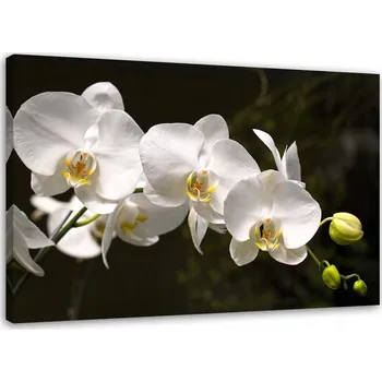 Obraz OBRAZ BÍLÉ ORCHIDEJE NA ČERNÉM POZADÍ 60x40