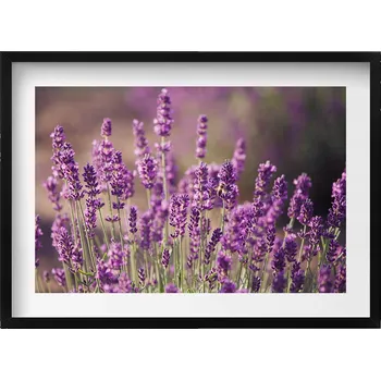 Obraz Dekorativní obraz v rámu na zeď do obýváku Louka levandulových květů 70x50 cm