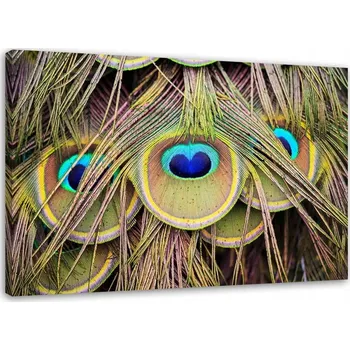 Obraz Obraz na plátně 60x40 Paví pera