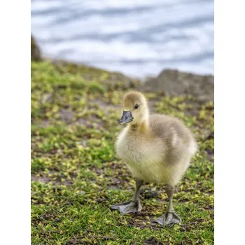 Obraz Plakát Gosling bez rámu 30 x 40 cm