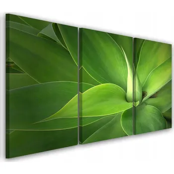 Obraz OBRAZ TRYPTYK Zelené Listy Rostlin 60x40