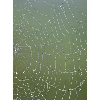Obraz Plakát Pavučina bez rámu 30 x 40 cm
