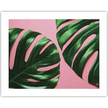 Obraz Obraz plakát na zeď bez rámu 50x40 monstera foto plakáty do obýváku ložnice