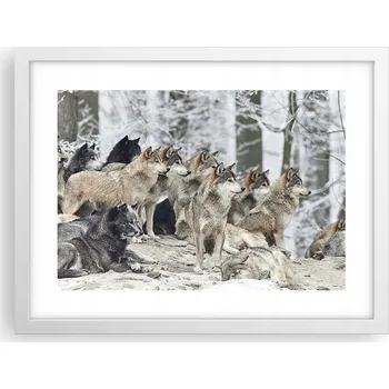 Obraz Obraz plakát v bílém rámu do obýváku 40x30 vlci foto plakáty na zeď