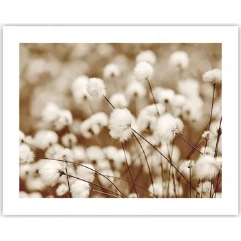 Obraz Obraz plakát na zeď bez rámu 50x40 květina příroda foto obývací pokoj ložnice