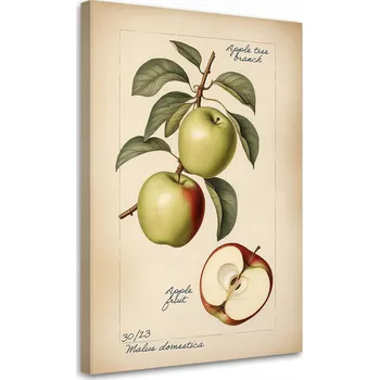 Obraz OBRAZ DO KUCHYNĚ Ovoce Vintage Jablko NA PLÁTNĚ 80x120