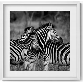 Obraz Dekorativní nástěnný obraz s rámem a grafikou loft Objímající se zebry 50x50 cm