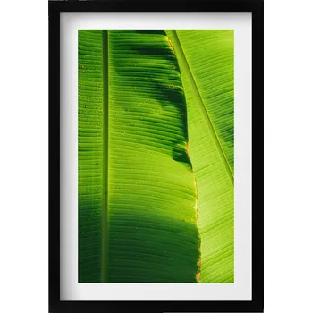Obraz Obraz na zeď dekorace interiéru Zelené listy banánovníku na slunci 40x60 cm