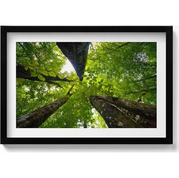 Obraz Obraz v černém rámu dekorace na zeď Zelené listnaté stromy 60x40 cm