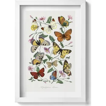 Obraz Dekorace obraz s grafikou v krásném rámu Vintage starý plakát motýlů 20x30 cm