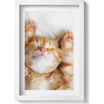 Obraz Ozdobný nástěnný obraz v bílém rámu do obýváku Malé spící kotě 20x30 cm