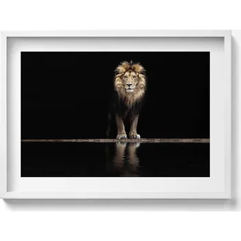 Obraz Elegantní obraz v bílém rámu Osamělé divoké zvíře lev 70x50 cm