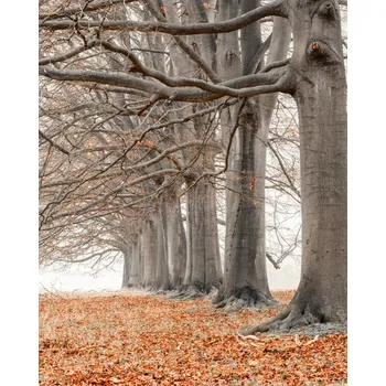 Obraz Plakát Stromy v řadě - oranžové listí bez rámu 40 x 50 cm