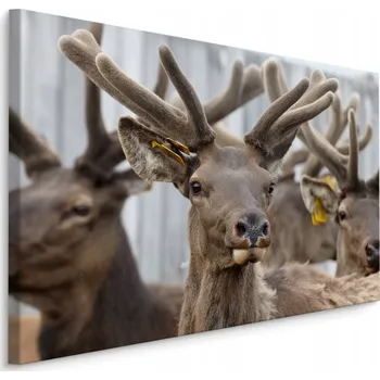 Obraz Obraz do kanceláře SOBY zvířata příroda 70x50