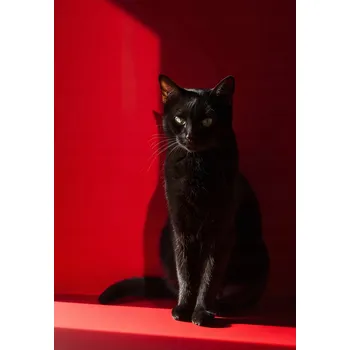 Plakát Plakát Elegance ve stínu bez rámu 68 x 98 cm