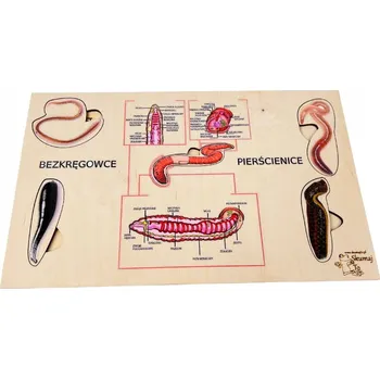 Dřevěná hračka Kroužkovci, dřevěná skládačka, zajímavosti o kroužkovcích, biologická pomůcka