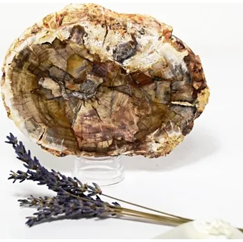 Sběratelství Zkamenělé dřevo - leštěný plátek 0,3 kg