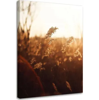 Obraz Obraz obilí na slunci 60x90