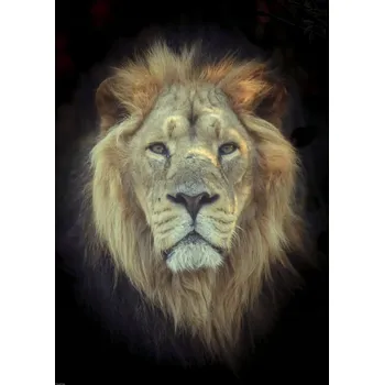 Obraz Plakát Lví hlava bez rámu 50 x 70 cm