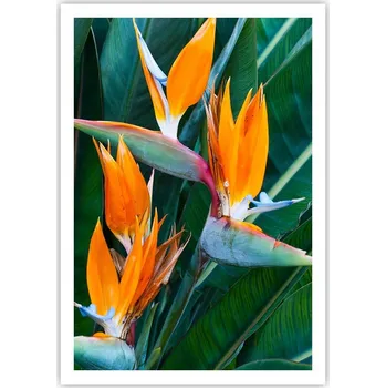 Obraz Plakát na zeď bez rámu 70x100 botanika obraz plakáty do obývacího pokoje ložnice