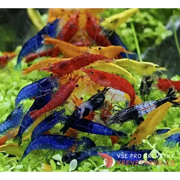 Neocaridina Davidi - mix barev