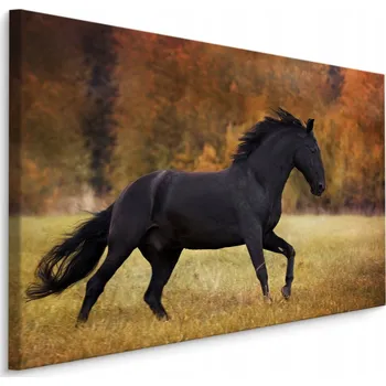 Obraz Obraz do obýváku kůň zeleň příroda Natura 70x50