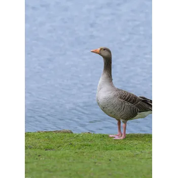 Obraz Plakát Husa bez rámu 39,5 x 55 cm