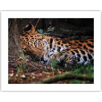 Obraz Obraz plakát na zeď bez rámu 50x40 leopard foto plakáty do obýváku ložnice