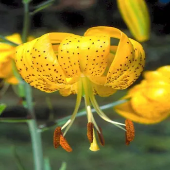 Esenciální olej Citronella proti komárům 100 ml