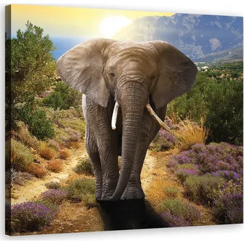 Obraz OBRAZ DO OBÝVÁKU Slon při západu slunce 50x50