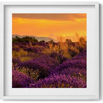 Obraz Obraz s rámem a grafikou na zeď Levandulová louka Provence Francie 50x50 cm