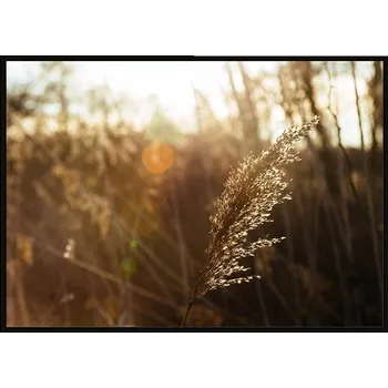 Obraz OBRAZ PLAKÁT RÁM 53x73 cm Tráva P1903