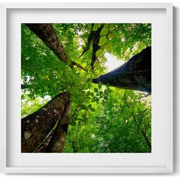 Obraz Elegantní obraz do obýváku v bílém rámu Zelené listnaté stromy 50x50 cm