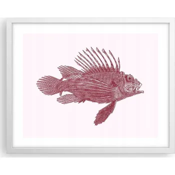 Obraz Obraz plakát na zeď v bílém rámu 50x40 ryba foto plakáty do obýváku