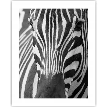 Obraz Obraz plakát na zeď bez rámu 40x50 zvířata plakáty do obýváku ložnice