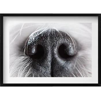 Obraz Elegantní obraz v černém rámu Detail zvířecího nosu 70x50 cm