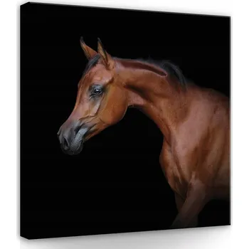 Obraz OBRAZ NA PLÁTNĚ CANVAS 80x80 KŮŇ PORTRÉT PŘÍRODA