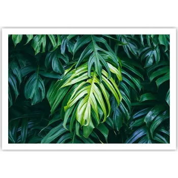 Obraz Plakát na zeď bez rámu 100x70 botanika obraz plakáty do obývacího pokoje ložnice