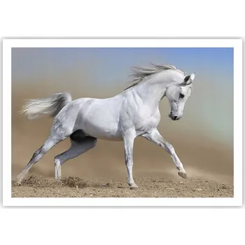 Obraz Plakát na zeď bez rámu 100x70 kůň foto-obraz plakáty do obývacího pokoje ložnice